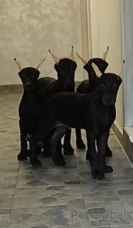 Foto №4. Ich werde verkaufen dobermann in der Stadt Belgrad. züchter - preis - verhandelt