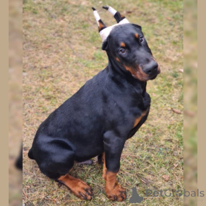 Foto №2 zu Ankündigung № 149002 zu verkaufen dobermann - einkaufen Deutschland quotient 	ankündigung