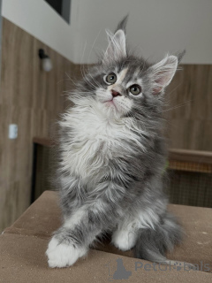 Foto №3. Gesunde Maine-Coon-Kätzchen sind bereit für ihre neue Familie. Deutschland
