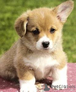 Foto №2 zu Ankündigung № 112257 zu verkaufen welsh corgi - einkaufen Deutschland quotient 	ankündigung