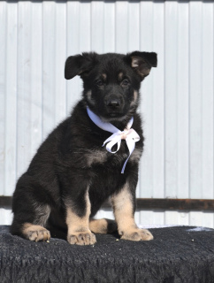 Foto №4. Ich werde verkaufen osteuropäischer schäferhund in der Stadt Orenburg. quotient 	ankündigung, züchter - preis - 346€
