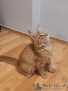 Foto №1. maine-coon-katze - zum Verkauf in der Stadt Berlin | 385€ | Ankündigung № 29813