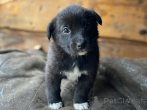 Foto №1. mischlingshund - zum Verkauf in der Stadt Moskwa | Frei | Ankündigung № 159247