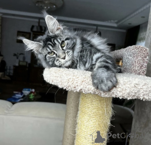 Foto №1. maine-coon-katze - zum Verkauf in der Stadt Baden-Baden | 990€ | Ankündigung № 163721