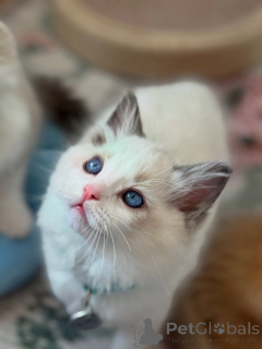 Foto №2 zu Ankündigung № 170647 zu verkaufen ragdoll-katze - einkaufen Niederlande züchter