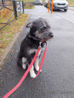 Foto №2 zu Ankündigung № 157819 zu verkaufen mischlingshund - einkaufen Russische Föderation quotient 	ankündigung