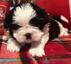 Foto №1. shih tzu - zum Verkauf in der Stadt Zephyrhills | 208€ | Ankündigung № 84040