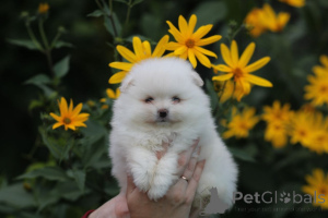 Foto №4. Ich werde verkaufen pommersche spitz in der Stadt Minsk. quotient 	ankündigung - preis - 219€