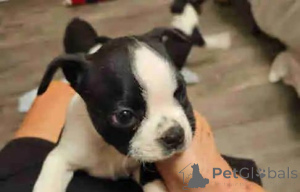 Foto №4. Ich werde verkaufen boston terrier in der Stadt Niedererkassel. quotient 	ankündigung - preis - 580€