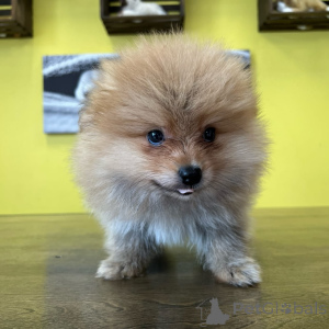 Foto №3. Prachtige Pomeranian-Puppy's schenkten ihr ein neues Leben. Niederlande