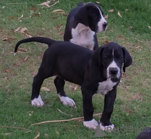 Foto №1. deutsche dogge - zum Verkauf in der Stadt Prag | verhandelt | Ankündigung № 167452