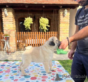 Foto №1. mops - zum Verkauf in der Stadt Belgrad | verhandelt | Ankündigung № 124832