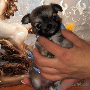 Foto №1. chihuahua - zum Verkauf in der Stadt Ковров | 332€ | Ankündigung № 8703