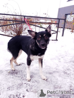 Foto №2 zu Ankündigung № 159495 zu verkaufen mischlingshund - einkaufen Russische Föderation quotient 	ankündigung