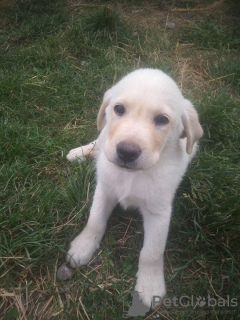 Foto №2 zu Ankündigung № 11941 zu verkaufen labrador retriever - einkaufen Ukraine quotient 	ankündigung