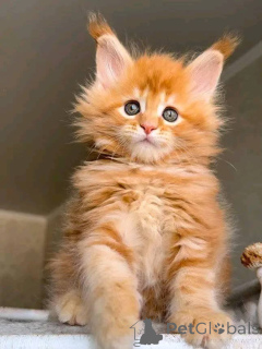 Foto №1.  - zum Verkauf in der Stadt Georgia Township | verhandelt | Ankündigung № 149566