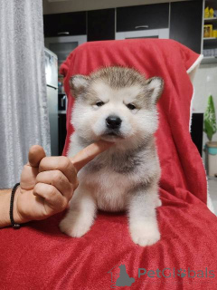 Foto №2 zu Ankündigung № 159165 zu verkaufen alaskan malamute - einkaufen Serbien 