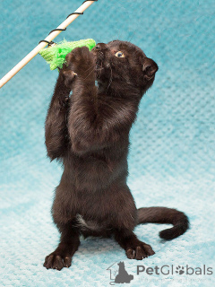 Foto №4. Ich werde verkaufen  in der Stadt Moskova. quotient 	ankündigung - preis - Frei