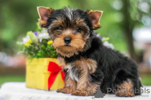 Foto №2 zu Ankündigung № 82896 zu verkaufen yorkshire terrier - einkaufen Israel 