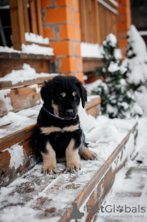 Foto №2 zu Ankündigung № 80869 zu verkaufen mongolischer wolfshund der burjaten - einkaufen Russische Föderation quotient 	ankündigung