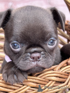 Foto №2 zu Ankündigung № 167436 zu verkaufen otterhund - einkaufen Serbien 