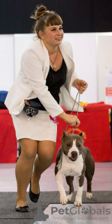 Foto №2 zu Ankündigung № 129004 zu verkaufen amerikanischer staffordshire terrier - einkaufen Moldawien quotient 	ankündigung, vom kindergarten, züchter