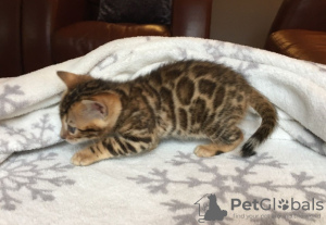 Foto №1. bengal katzenrasse - zum Verkauf in der Stadt Leicester | 350€ | Ankündigung № 115175