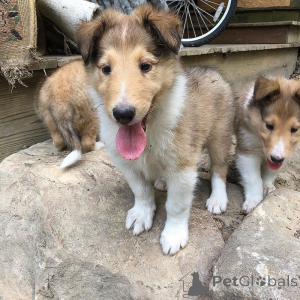 Foto №1. bearded collie - zum Verkauf in der Stadt Berlin | 300€ | Ankündigung № 174583
