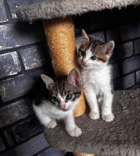 Foto №1. american shorthair - zum Verkauf in der Stadt Aarbergen | 350€ | Ankündigung № 174529