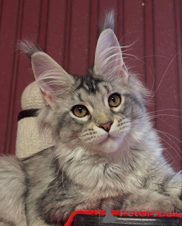 Foto №3. Maine-Waschbär. Großbritannien