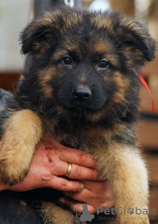 Foto №2 zu Ankündigung № 80639 zu verkaufen deutscher schäferhund - einkaufen USA quotient 	ankündigung, züchter