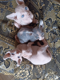 Foto №2 zu Ankündigung № 166409 zu verkaufen sphynx-katze - einkaufen Georgien quotient 	ankündigung
