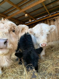 Foto №3. Mini-Hochlandrinder Zu Verkaufen. Deutschland