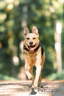 Zusätzliche Fotos: Der wundervolle Hund Denver ist in guten Händen.