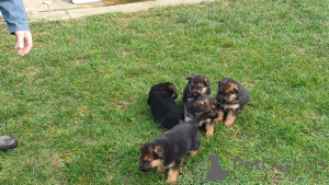 Foto №2 zu Ankündigung № 164903 zu verkaufen deutscher schäferhund - einkaufen Belgien quotient 	ankündigung, züchter