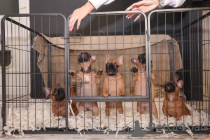 Foto №3. Ab sofort sind geimpfte Französische Bulldoggen-Welpen erhältlich. Deutschland