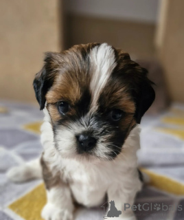 Foto №3. Wunderschöne Shih Tzu Welpen bereit zu gehen. USA