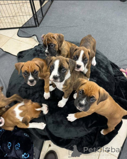 Foto №1.  - zum Verkauf in der Stadt Guelph | 775€ | Ankündigung № 161049