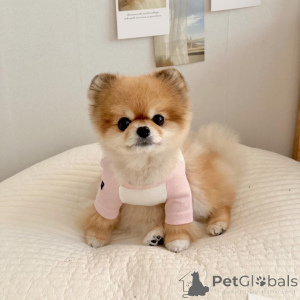 Foto №1. pommersche spitz - zum Verkauf in der Stadt Berlin | 350€ | Ankündigung № 135967