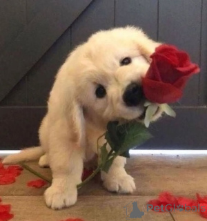 Foto №1. golden retriever - zum Verkauf in der Stadt Berlin | 580€ | Ankündigung № 143526