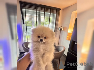 Foto №2 zu Ankündigung № 136844 zu verkaufen pommersche spitz - einkaufen Deutschland 