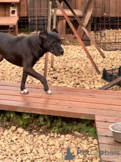 Zusätzliche Fotos: Klug, Gentleman und fast der ideale Hund