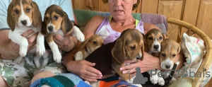 Foto №3. Gesunde Beagle-Welpen zur kostenlosen Adoption. Deutschland