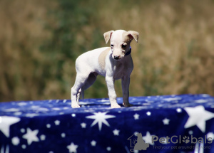 Foto №3. whippet puppies. Serbien