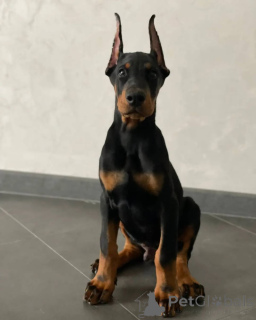 Foto №1. dobermann - zum Verkauf in der Stadt Essens | 900€ | Ankündigung № 146464