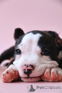 Foto №4. Ich werde verkaufen american bully in der Stadt Ramenskoje. vom kindergarten - preis - 1617€