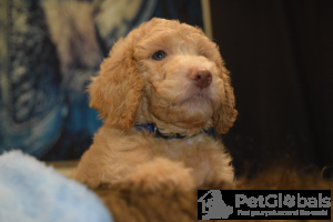 Foto №3. AKC Standard Apricot & Creme Pudel. USA