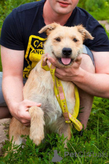 Foto №1. mischlingshund - zum Verkauf in der Stadt Moskova | Frei | Ankündigung № 161646