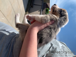 Foto №1. border collie - zum Verkauf in der Stadt Sealand | verhandelt | Ankündigung № 71127