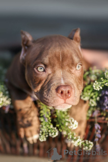 Foto №2 zu Ankündigung № 115141 zu verkaufen american bully - einkaufen Weißrussland züchter